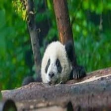 Panda (1937).jpeg