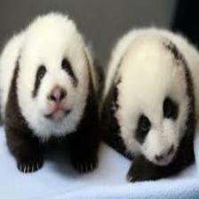 Panda (1978).jpeg