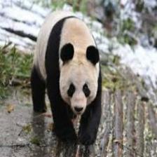 Panda (1990).jpeg