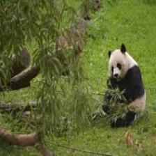 Panda (2030).jpeg