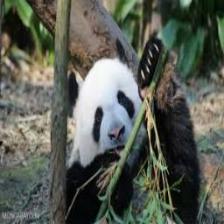Panda (2032).jpeg
