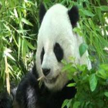 Panda (2133).jpeg