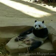 Panda (2140).jpeg
