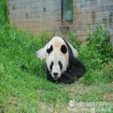 Panda (2179).jpeg