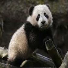 Panda (2181).jpeg
