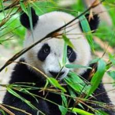 Panda (2249).jpeg