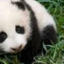 Panda (2267).jpeg