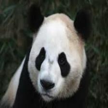 Panda (2291).jpeg
