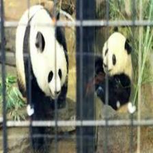 Panda (2292).jpeg