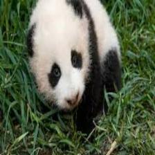 Panda (2386).jpeg