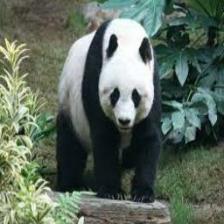 Panda (2396).jpeg