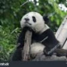 Panda (2417).jpeg