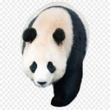 Panda (2593).jpeg