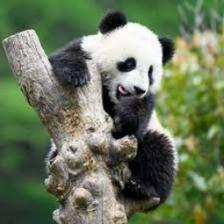 Panda (2596).jpeg