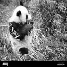 Panda (2687).jpeg
