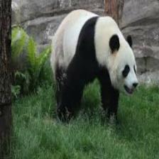 Panda (2727).jpeg