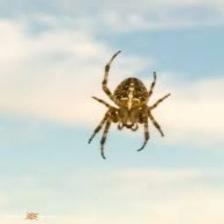 Spider-Train (1365).jpeg