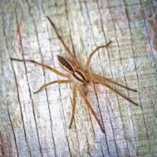 Spider-Train (1856).jpeg