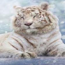 Tiger (1012).jpeg