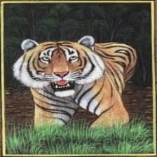 Tiger (1067).jpeg