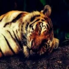 Tiger (1161).jpeg