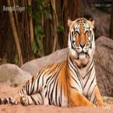 Tiger (1187).jpeg