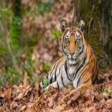 Tiger (1188).jpeg