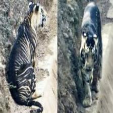 Tiger (1208).jpeg