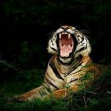 Tiger (1245).jpeg