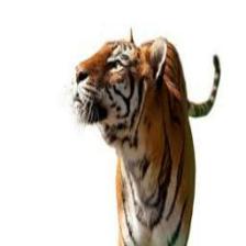 Tiger (1289).jpeg