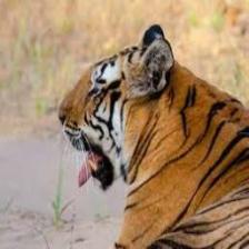 Tiger (1397).jpeg