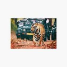 Tiger (1479).jpeg