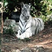 Tiger (1601).jpeg