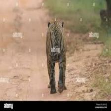 Tiger (1605).jpeg