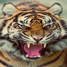Tiger (1641).jpeg