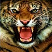 Tiger (1650).jpeg