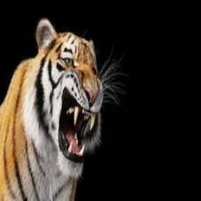 Tiger (1663).jpeg