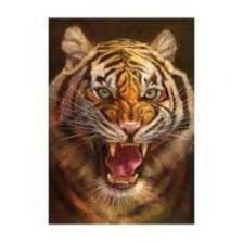 Tiger (1764).jpeg