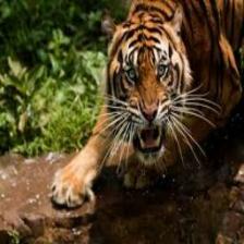 Tiger (1812).jpeg