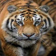 Tiger (1838).jpeg