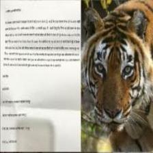 Tiger (1878).jpeg