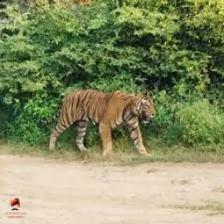 Tiger (1911).jpeg