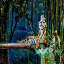 Tiger (1967).jpeg
