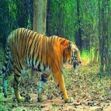 Tiger (1996).jpeg
