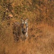 Tiger (2018).jpeg