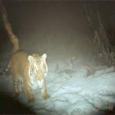 Tiger (2026).jpeg