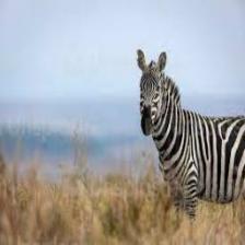 Zebra (1004).jpeg