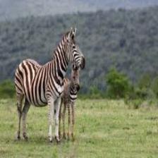 Zebra (1037).jpeg