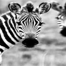 Zebra (1080).jpeg