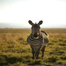 Zebra (1081).jpeg